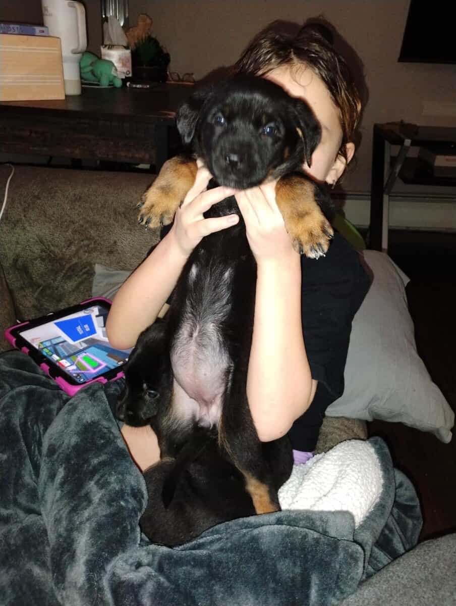 Rottweiler/ German Shepherd mix puppies image 2
