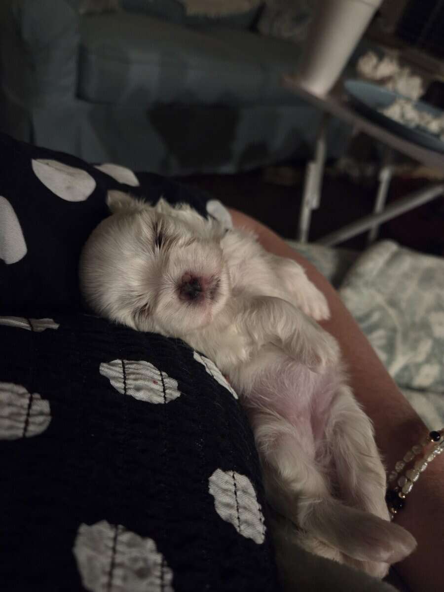 Maltese Purebred Puppies image 10