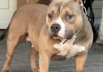 American bully female