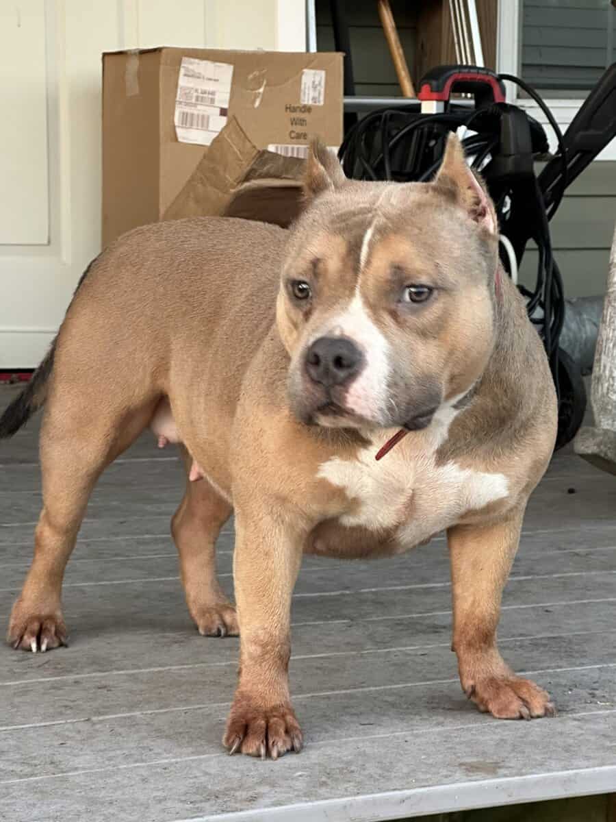 American bully female image 1