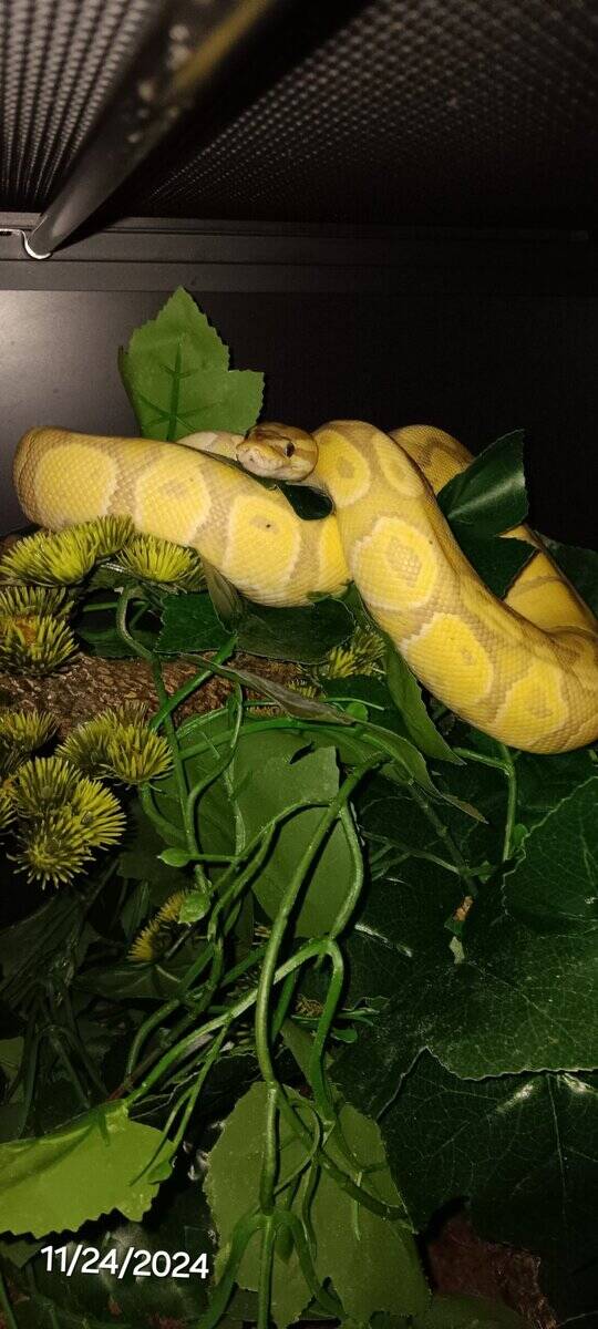 Banana Ball Python image 2