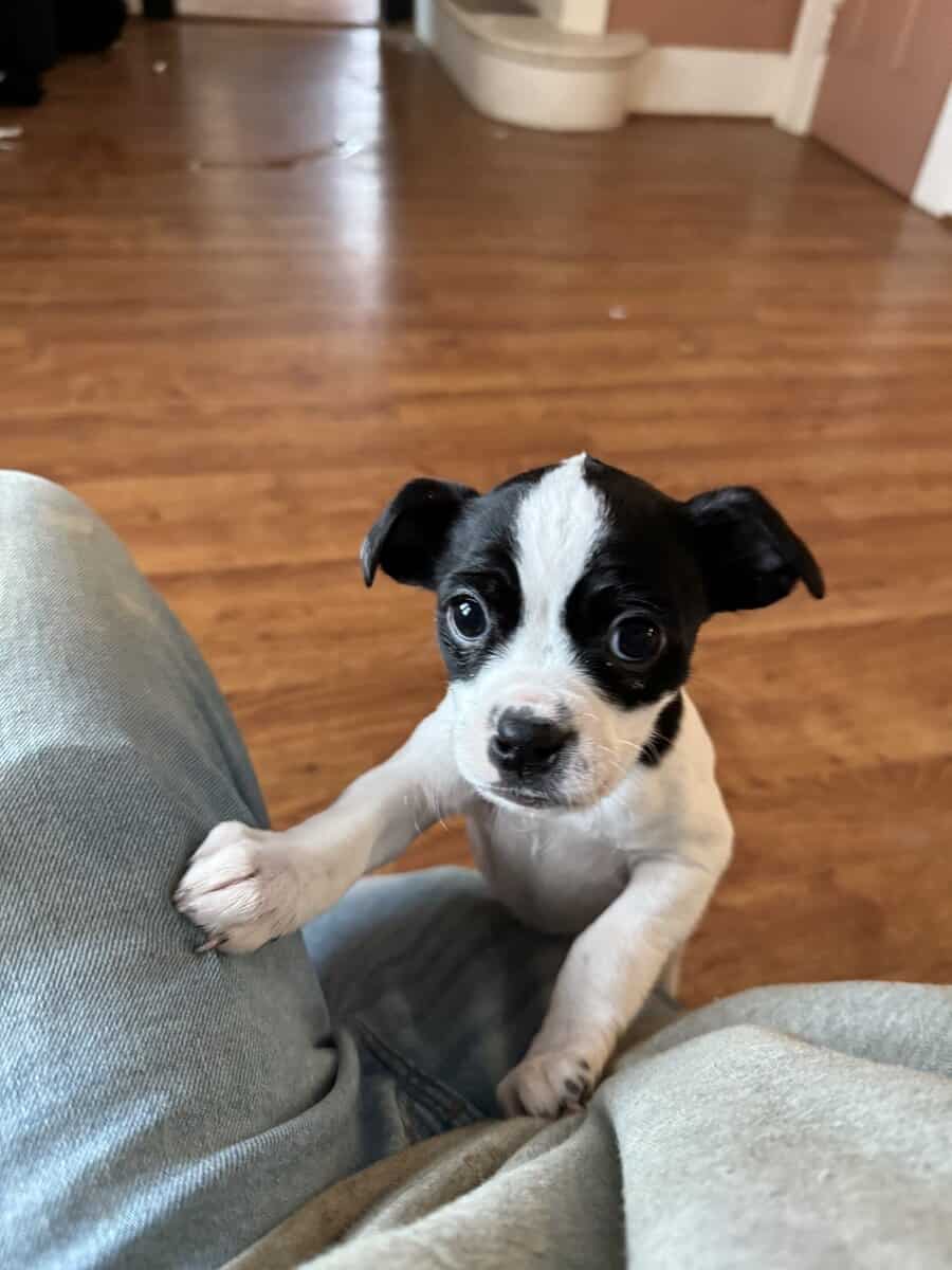BRAT puppies image 2