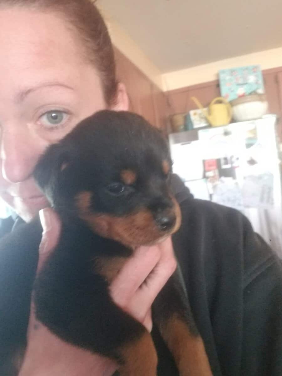 Rottweiler puppies image 2
