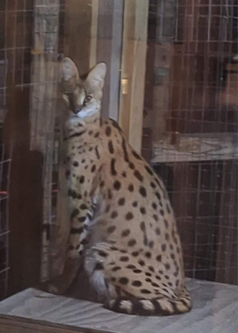 FEMALE AFRICAN SERVAL image 3