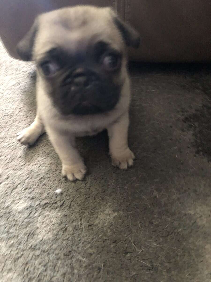 PUG PUPPIES image 4