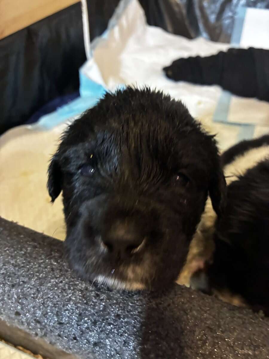 Newfoundland Puppies – Raised in a Home, Landseers image 6