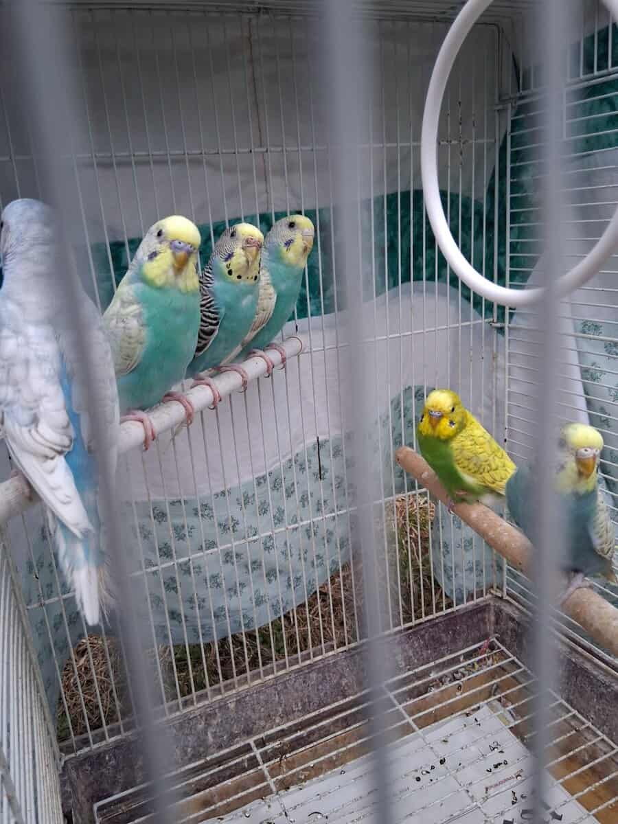Budgies (Parakeets) image 2