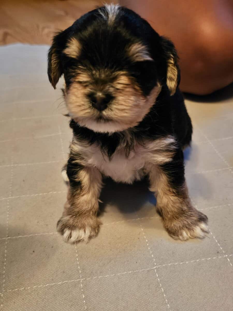 Parti Yorkie needs furever home image 6