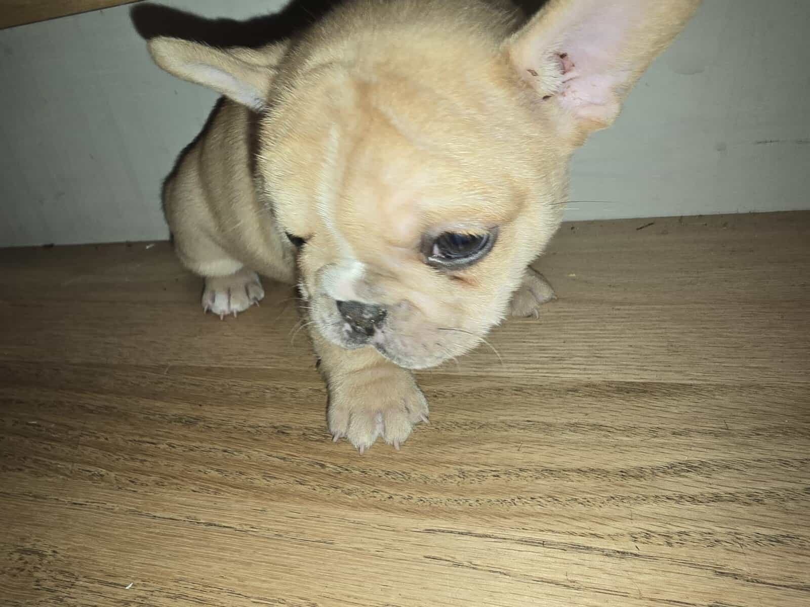 French bulldogs male image 3
