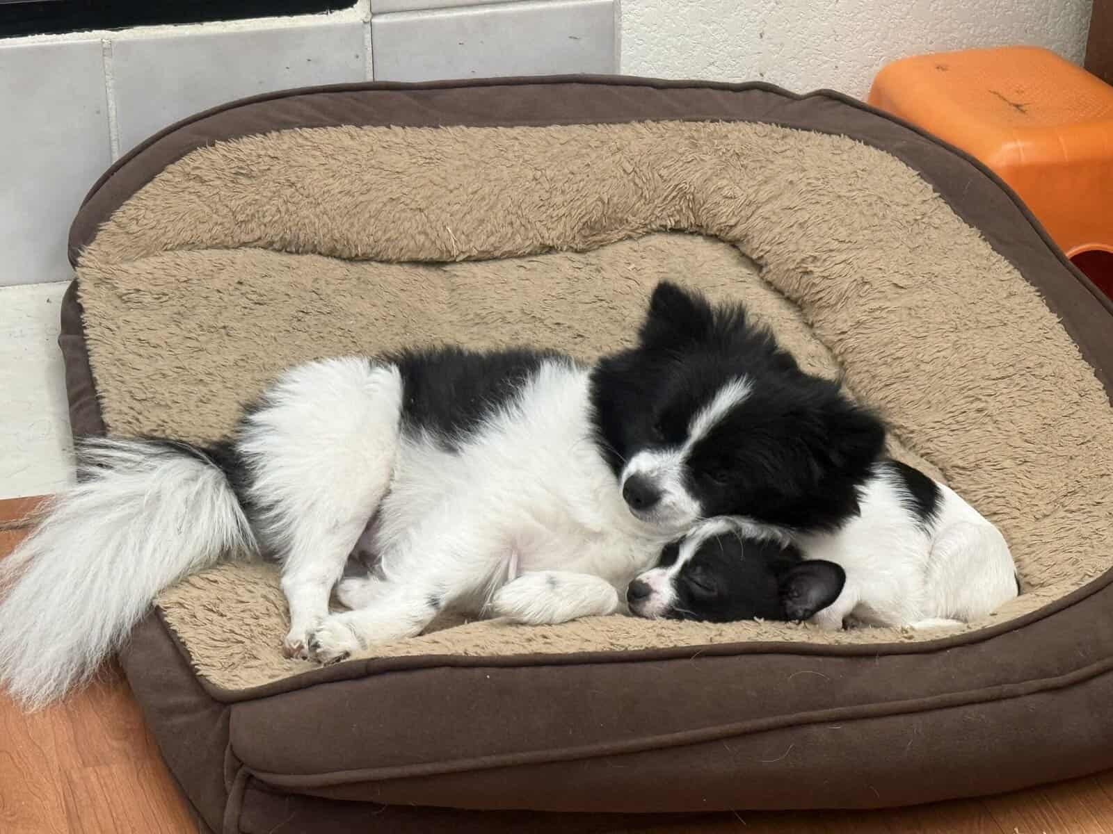 Pomchi puppies image 5