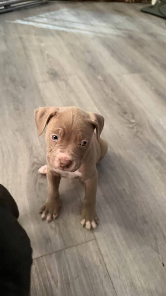 Pit bull puppies for sale!!! image 5