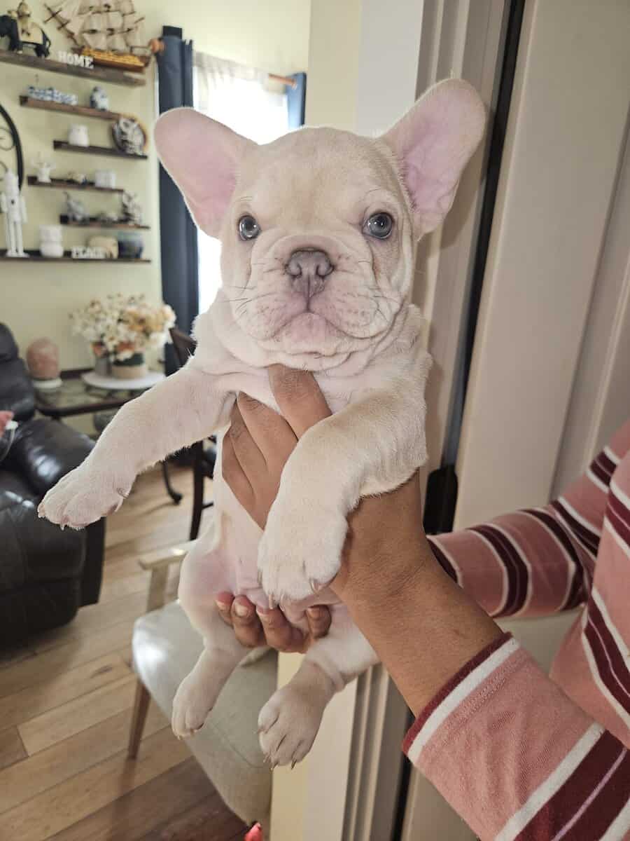 French bulldogs puppies image 9