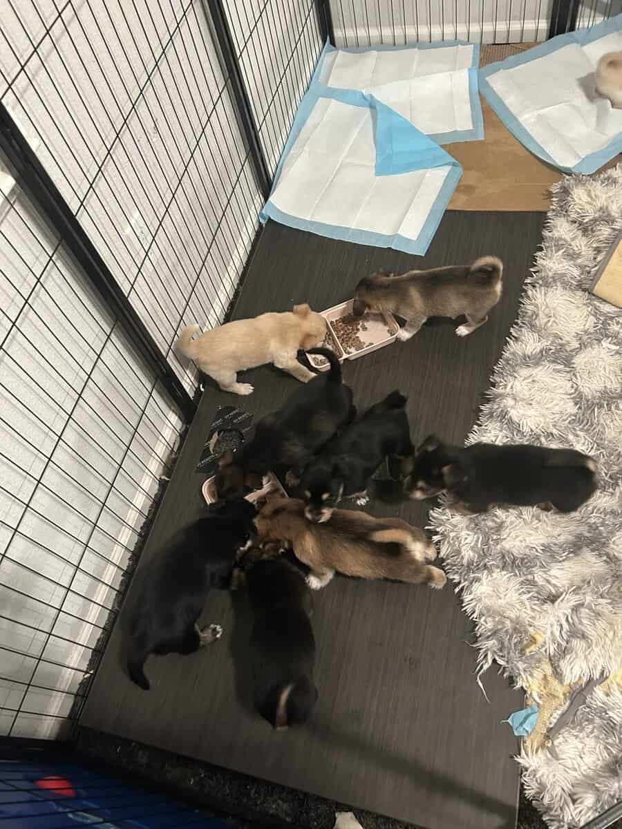 Mixed husky/terrier puppies image 2