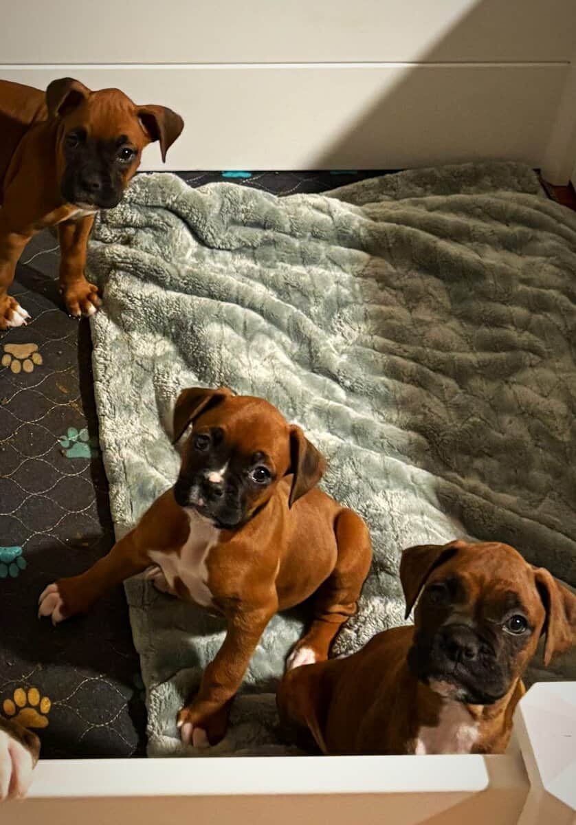 Boxer puppies image 3