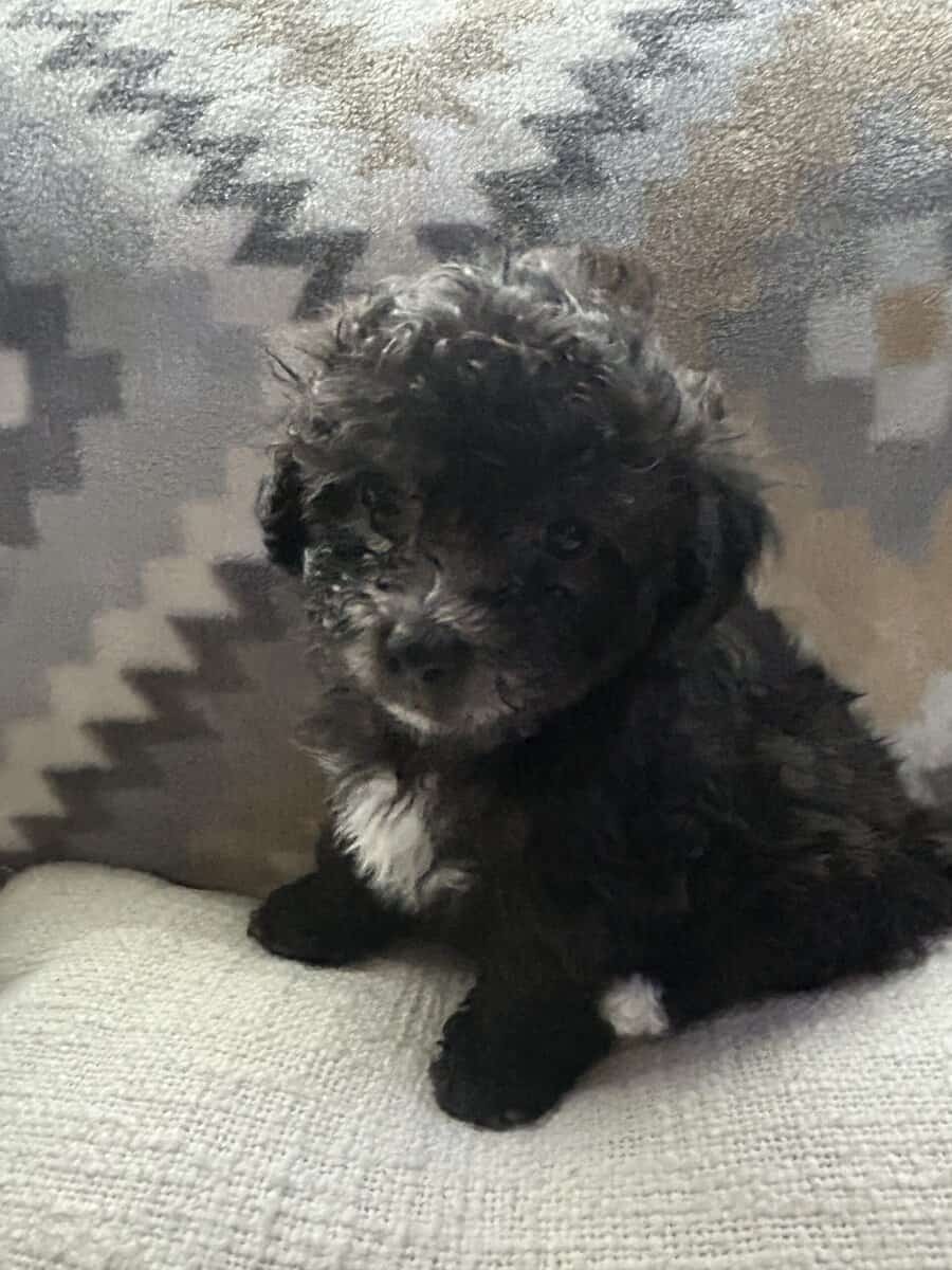 maltipoo puppies image 7