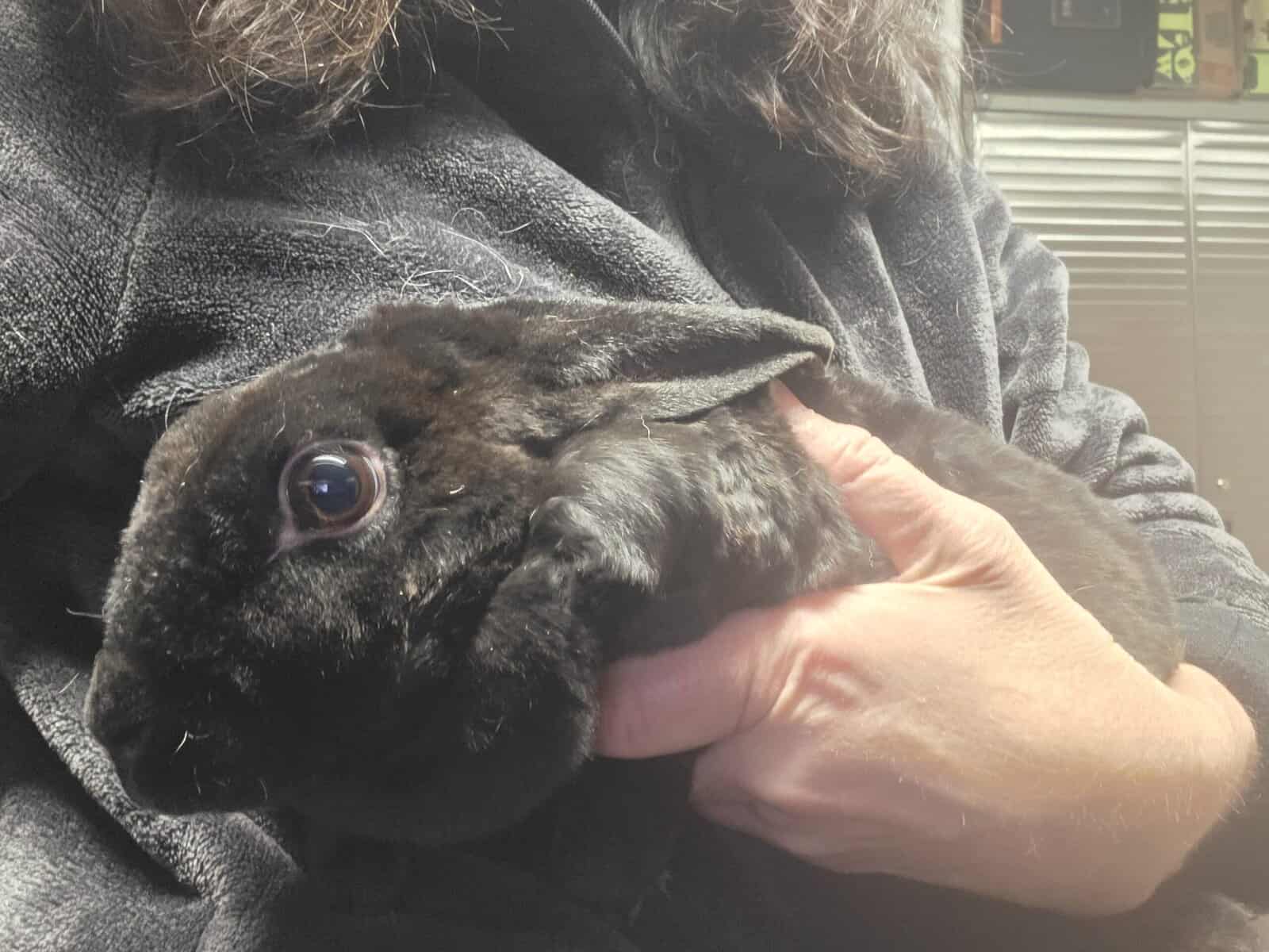 Three loving bunnies image 3