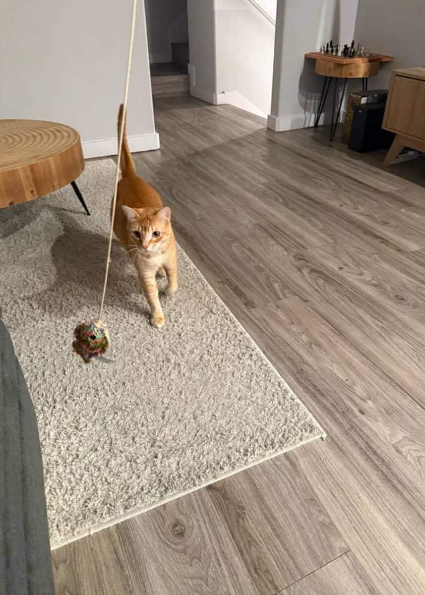 1 year old American Short hair cat (Orange) Free! image 3