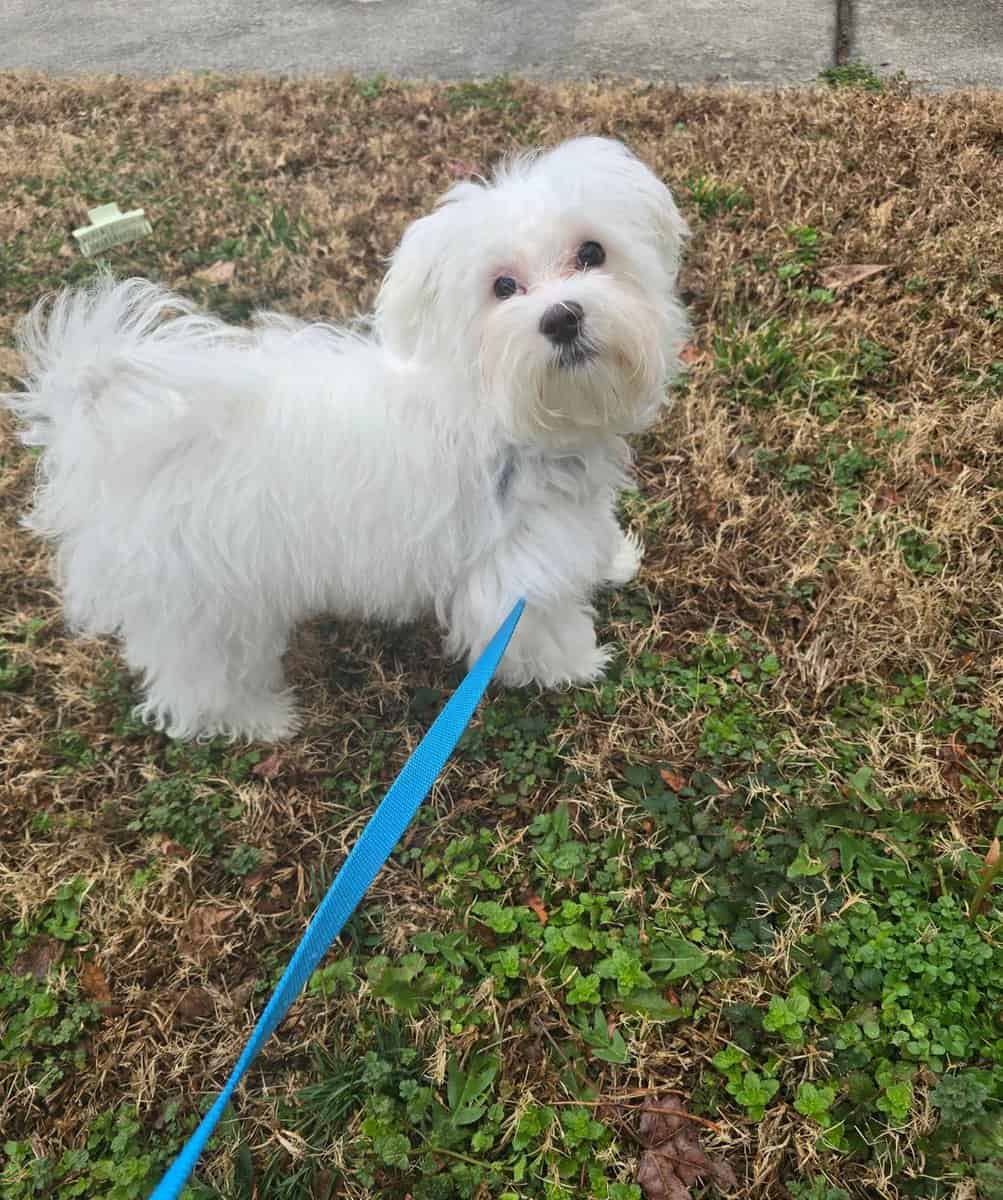 Adorable purebred Maltese puppy image 1