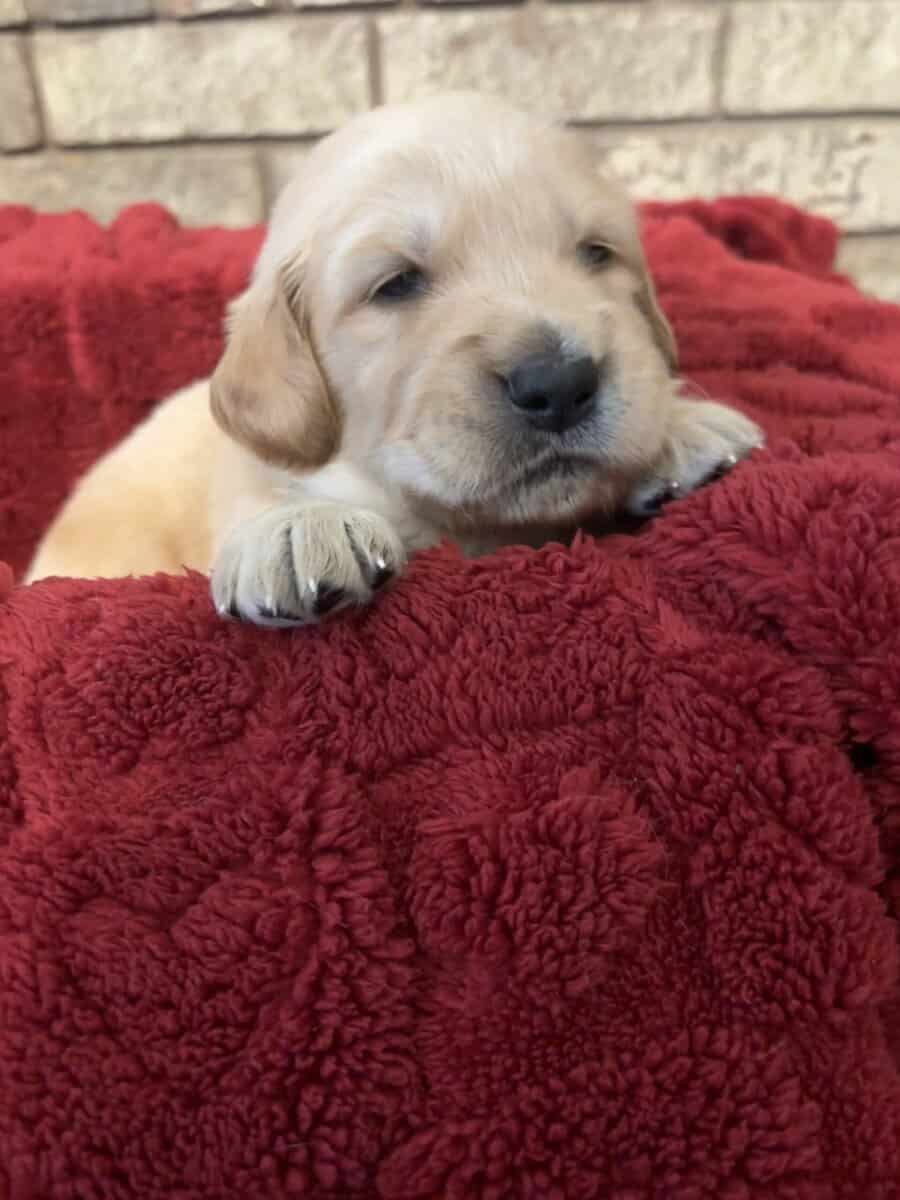 Golden Puppies Need Homes!! image 5