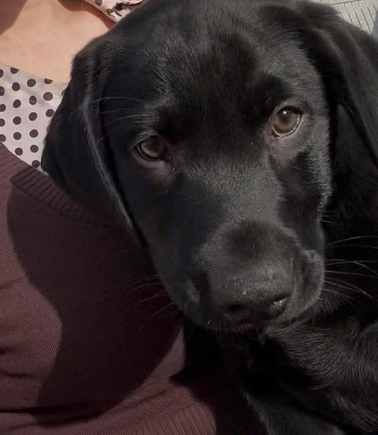 Black Labrador puppy AKC image 1