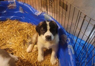 Saint Bernard boy 2