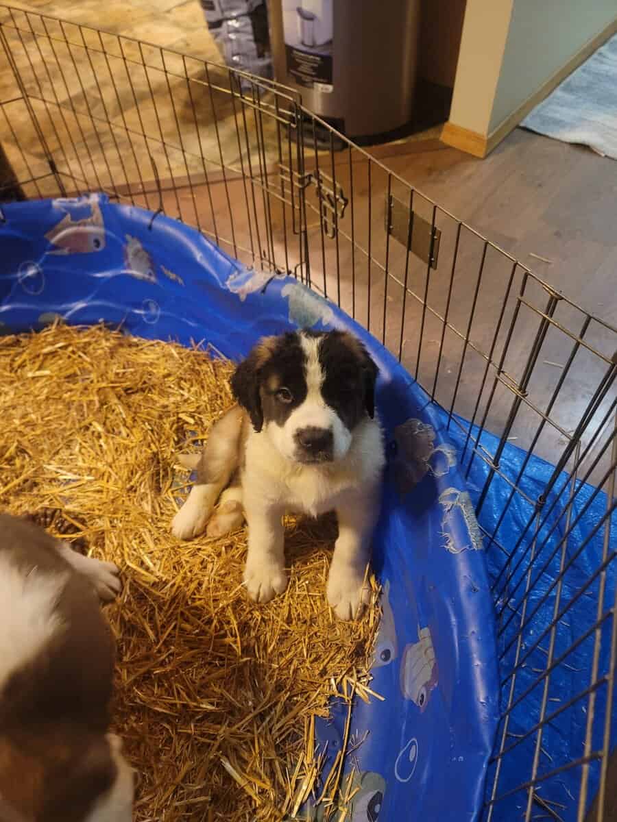 Saint Bernard boy 2 image 1