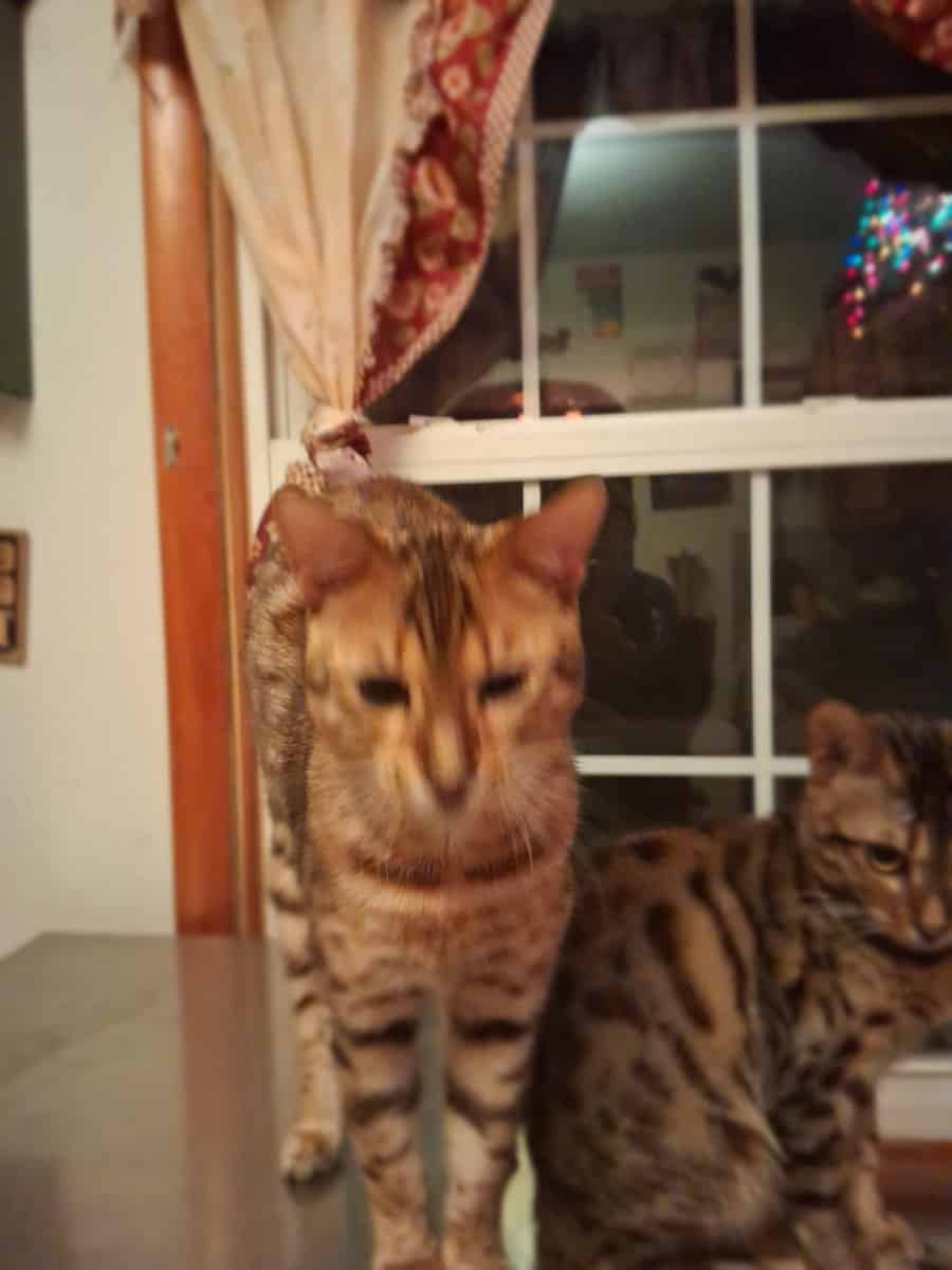 Bengal kitten for sale image 4