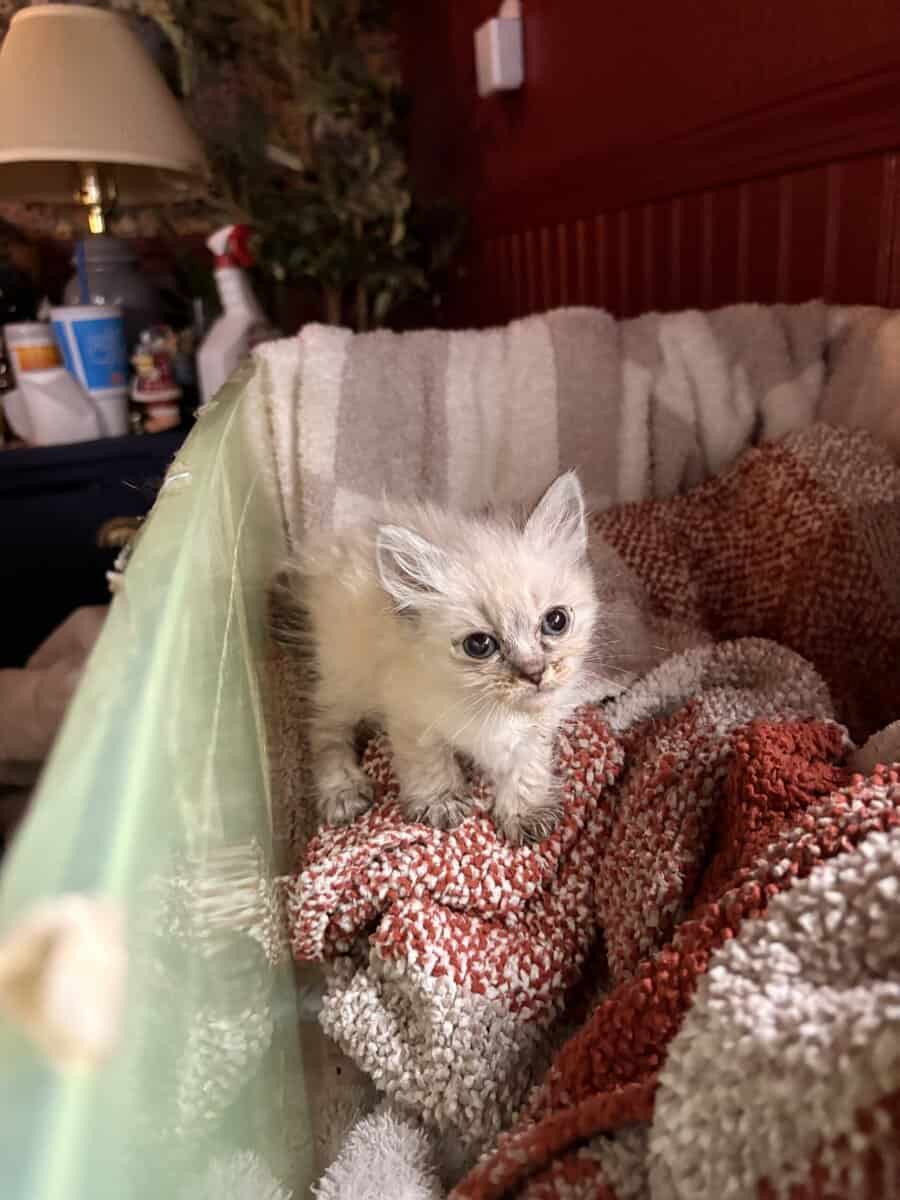 FREE KITTENS image 3