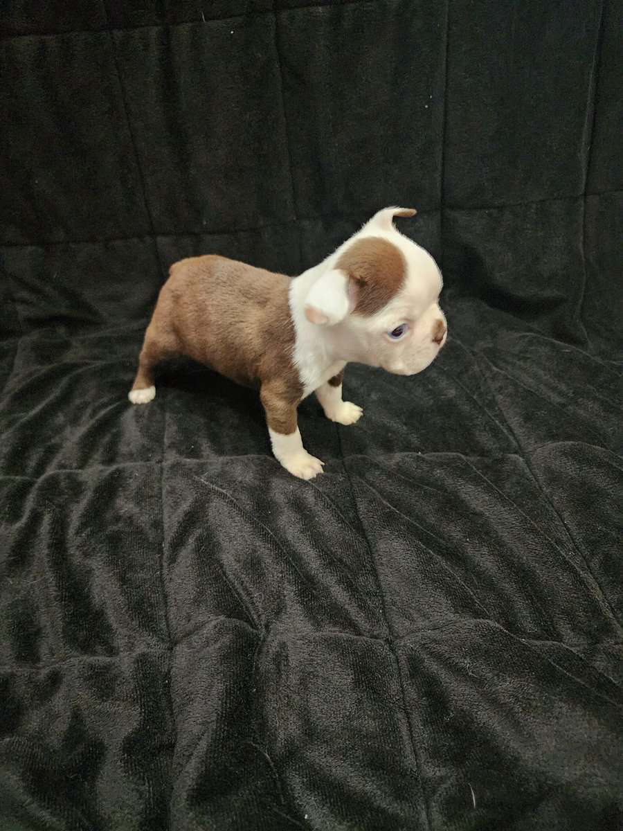 Boston Terrier female puppy image 2