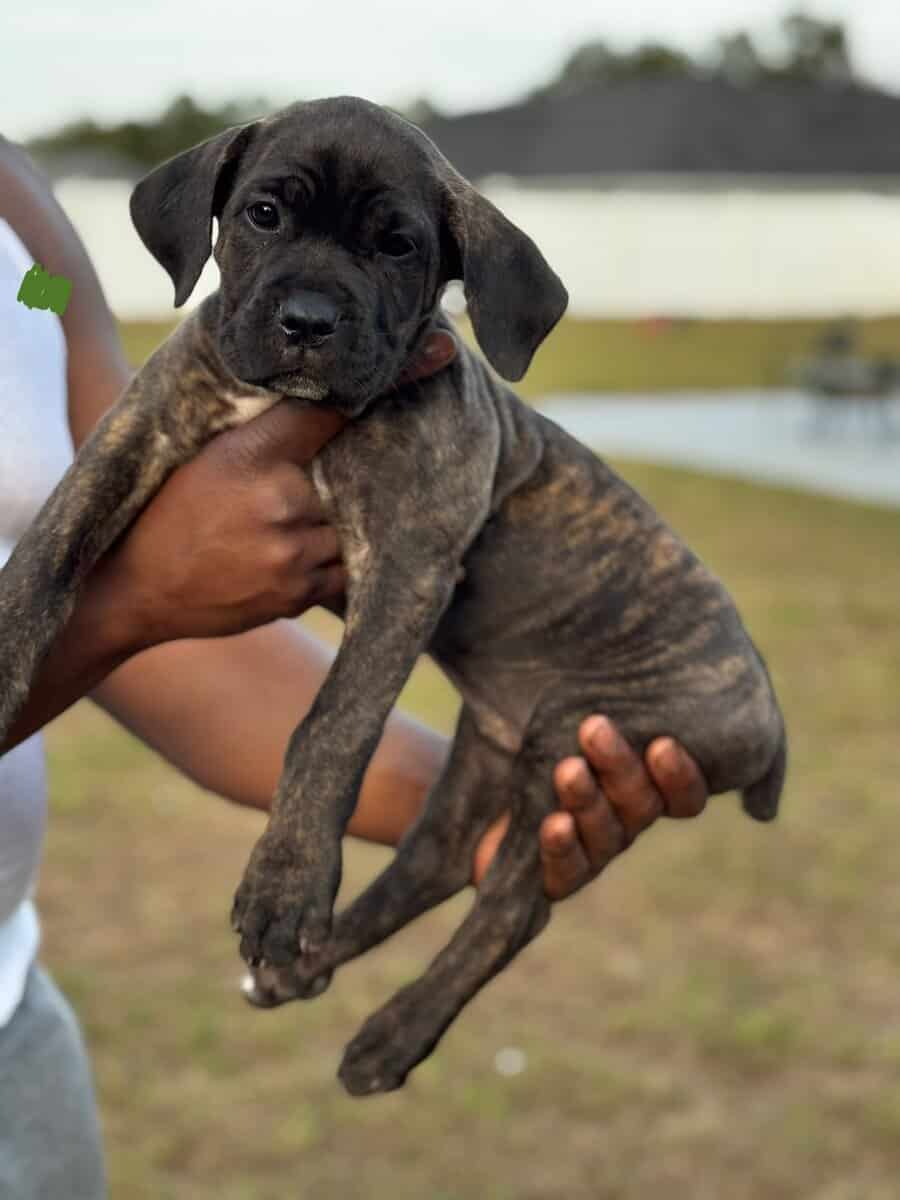 Cane Corso puppies image 3