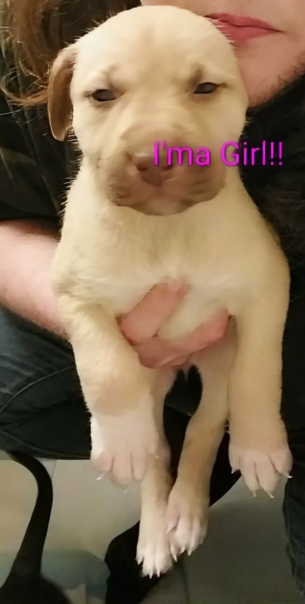 4 Puppies Needing a Forever Home image 5