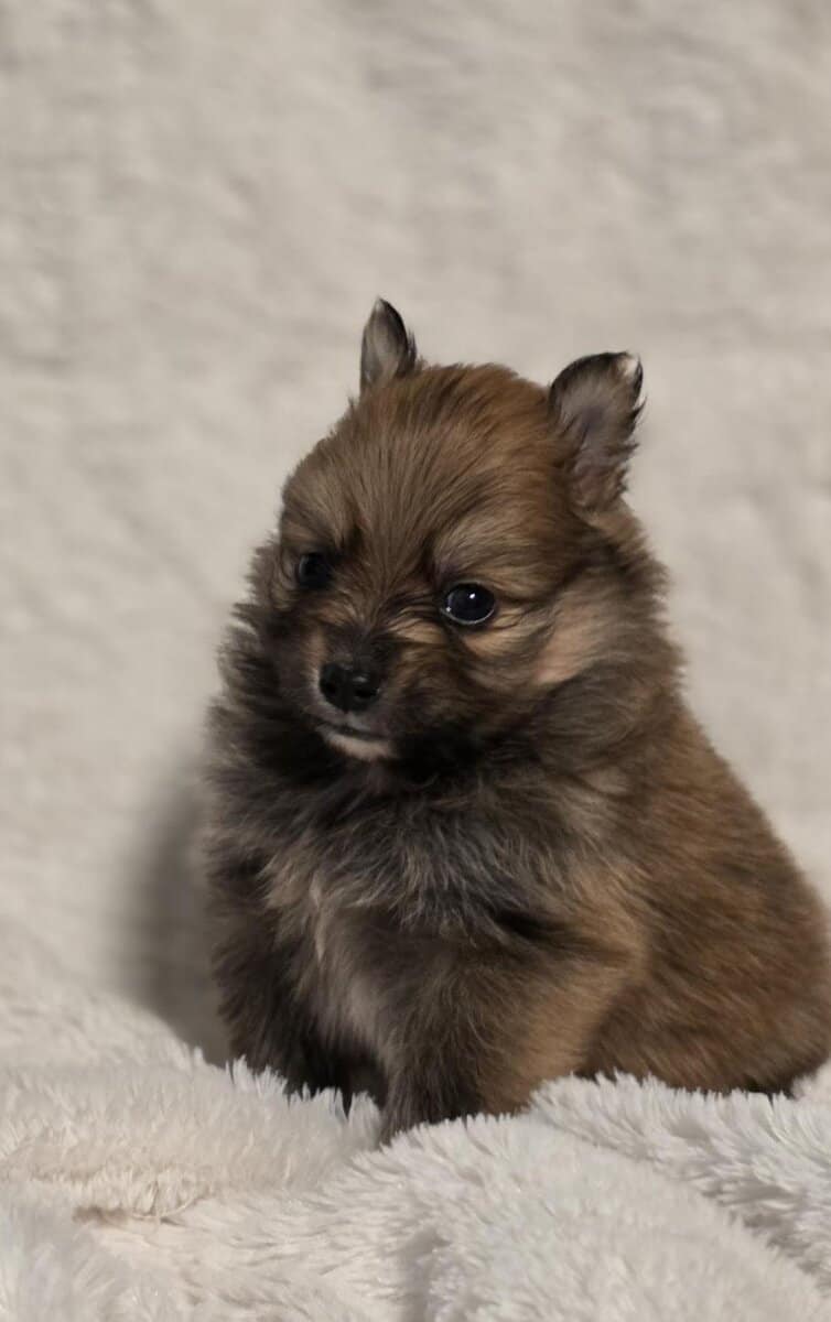 Pomeranian puppies image 7
