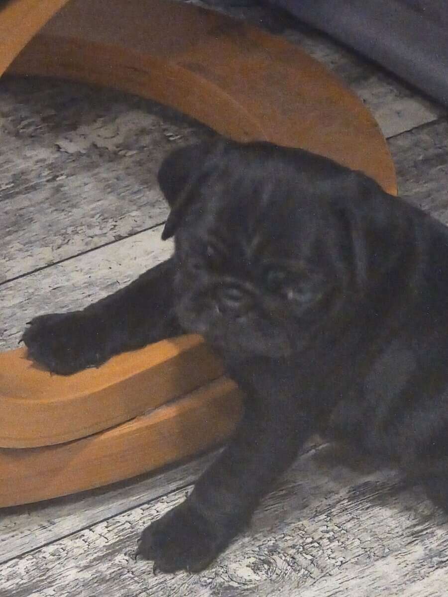 Pug puppies image 4