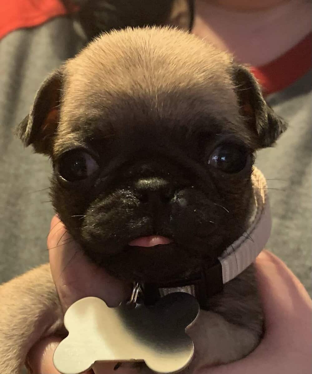 Pug puppies for sale image 17