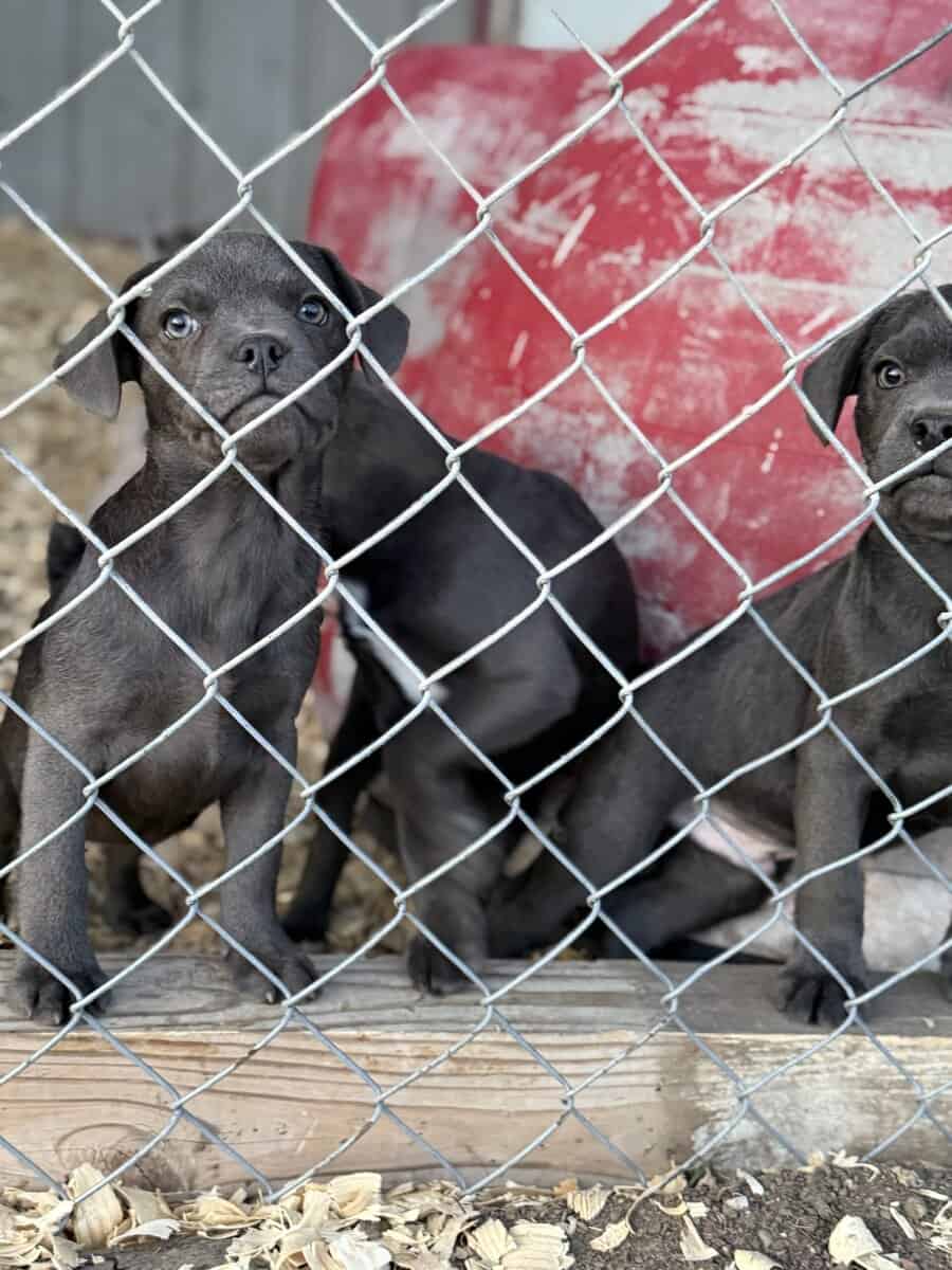 Zelda x Tiaga: Frenchador Litter image 19