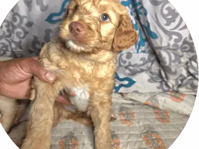 Selling my Golden doodle puppies
