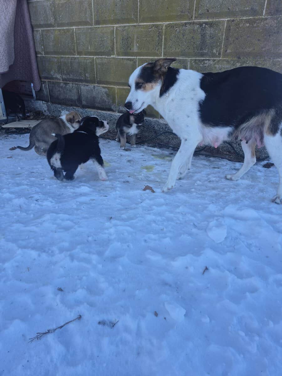 Blue Heeler Mom and German Shepherd Dad puppies image 23