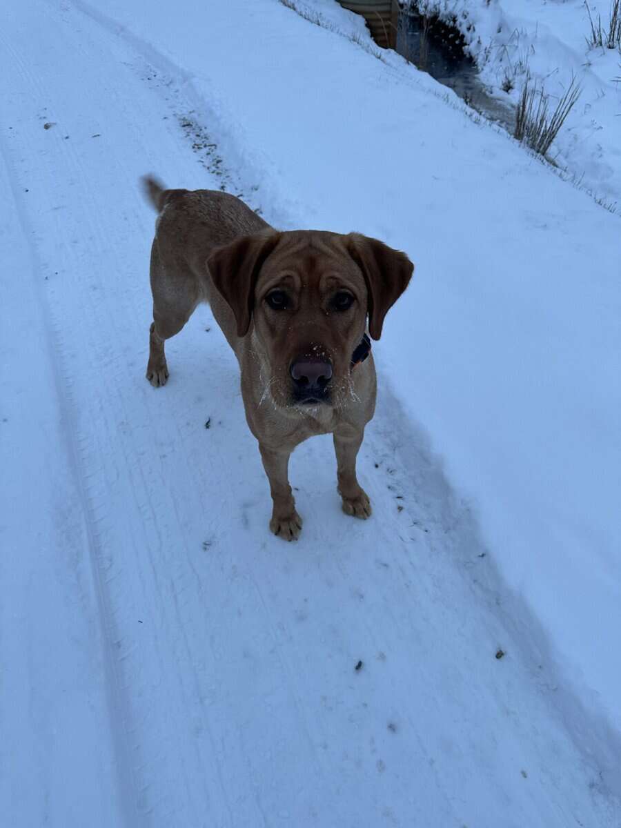 Adult Female (under 2yrs) Red Labrador image 8