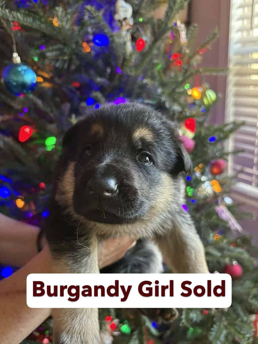 AKC German Shepherd Puppies image 6