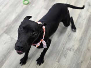 Buzz ( 9 Months ) Male