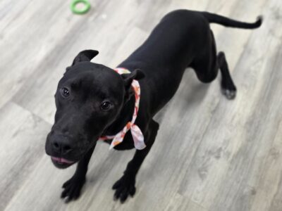 Buzz ( 9 Months ) Male