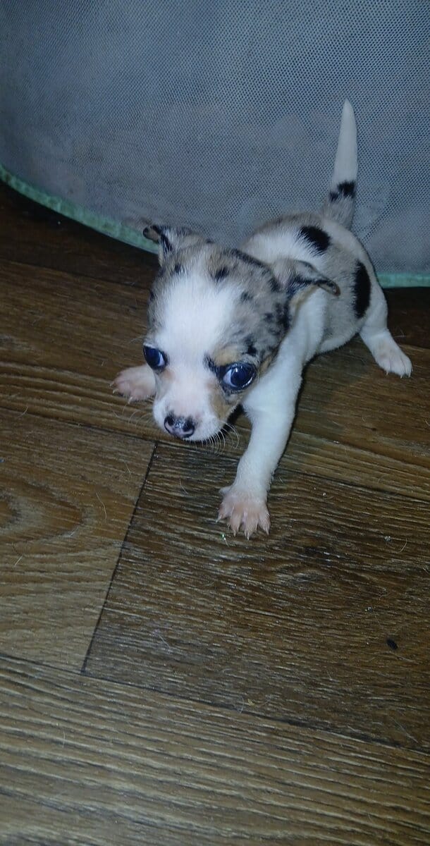 Tiny white with Merle piebald female chihuahua pup image 12