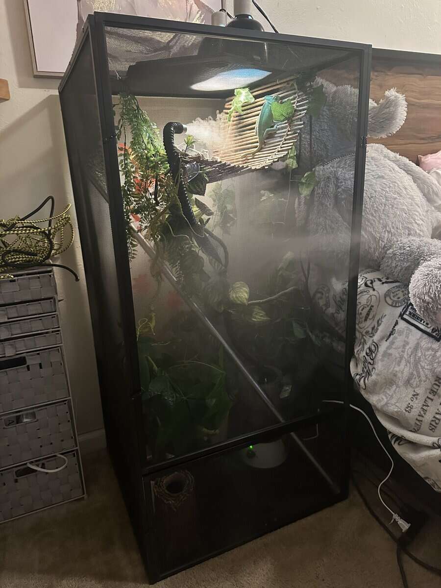 Chameleon and enclosure image 5