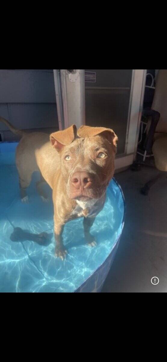 Re-homing American Pitbull Terrier image 1