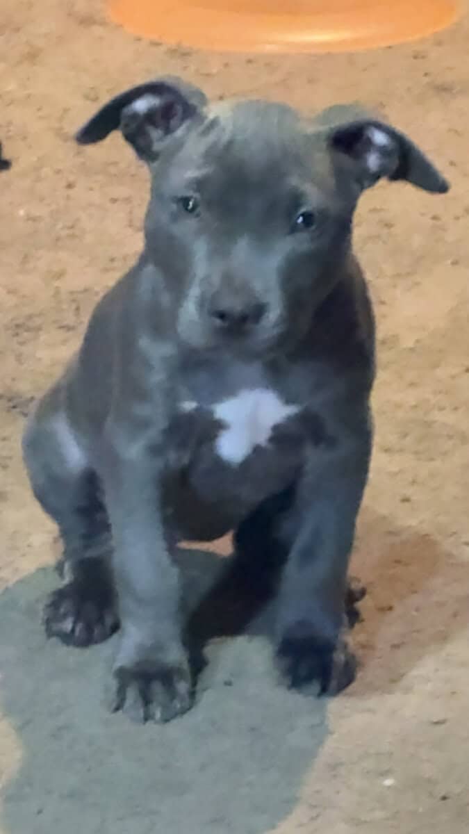 Puppy to good home image 1
