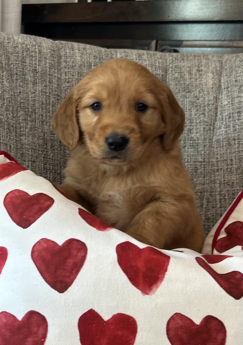 Akc GoldenRetriever pups image 1