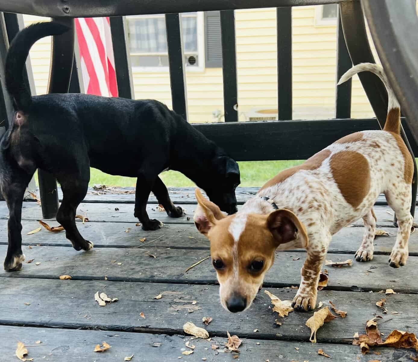Chaweenie dogs image 6