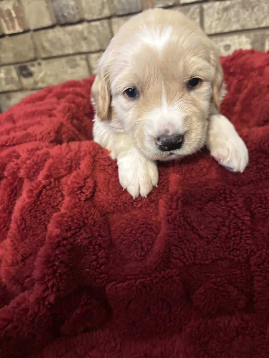 Golden Puppies Need Homes!! image 8