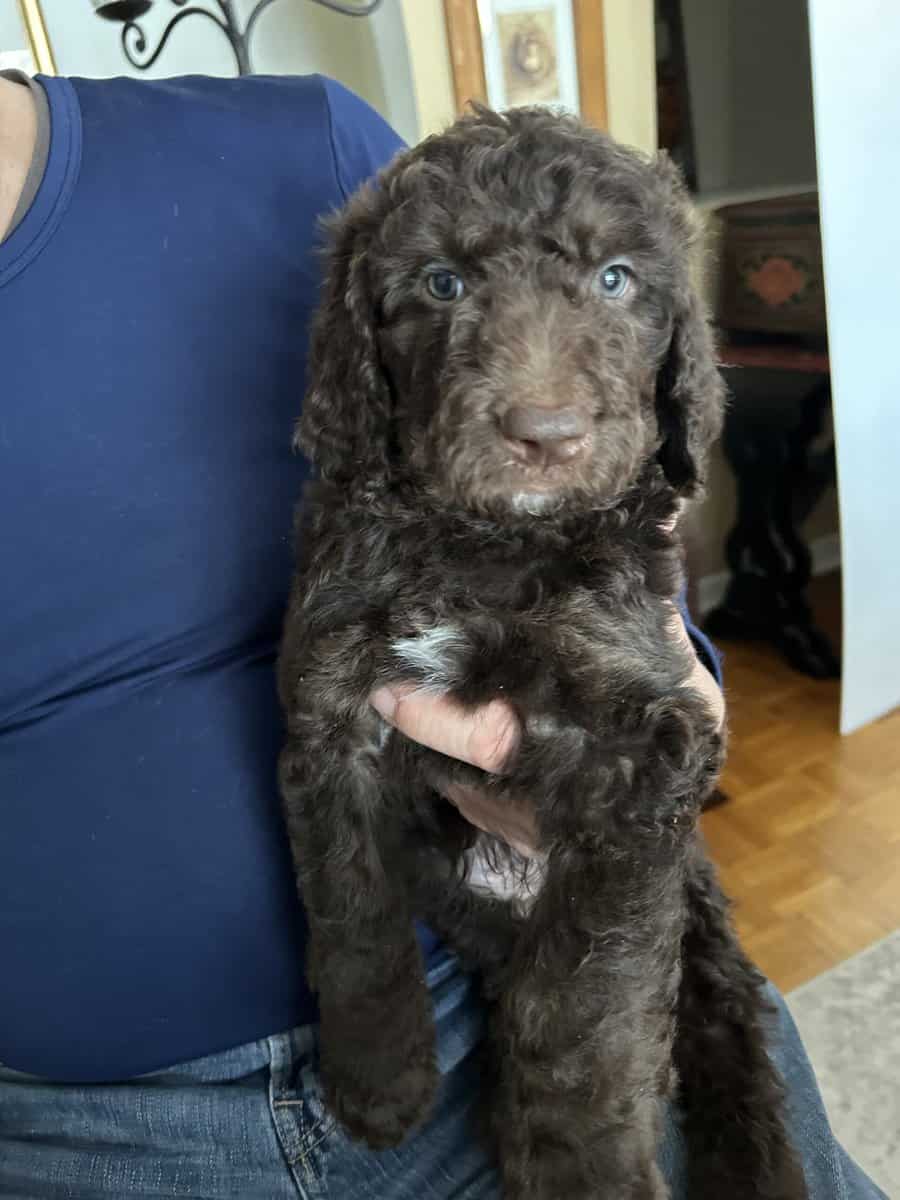 Beautiful Goldendoodle puppies image 3