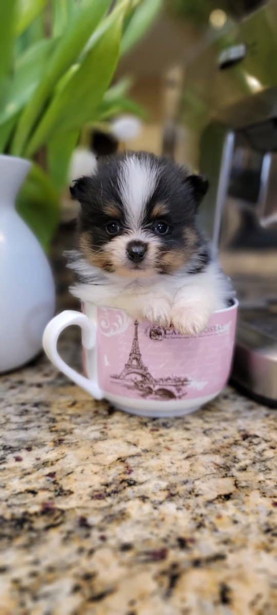 Pomeranian Puppies XS / MINI image 4